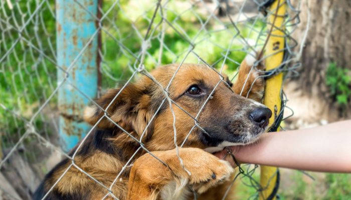 Kasus Rabies di Kupang Kian Melonjak, Ini Sebaran Wilayah Paling Rawan