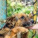 Kasus Rabies di Kupang Kian Melonjak, Ini Sebaran Wilayah Paling Rawan
