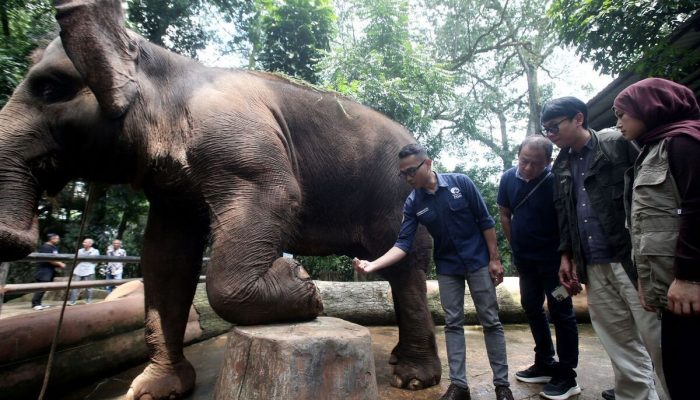 Faunaland, Gembira Loka, dan Taman Safari Bersaing Jadi Pengelola Baru Bandung Zoo