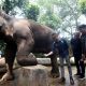 Faunaland, Gembira Loka, dan Taman Safari Bersaing Jadi Pengelola Baru Bandung Zoo