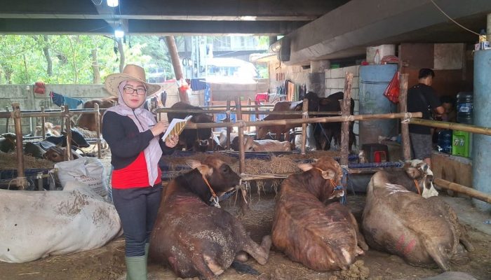Ibu-ibu Bertopi Koboi Jadi SPG Sapi Kurban di Tanjung Priok