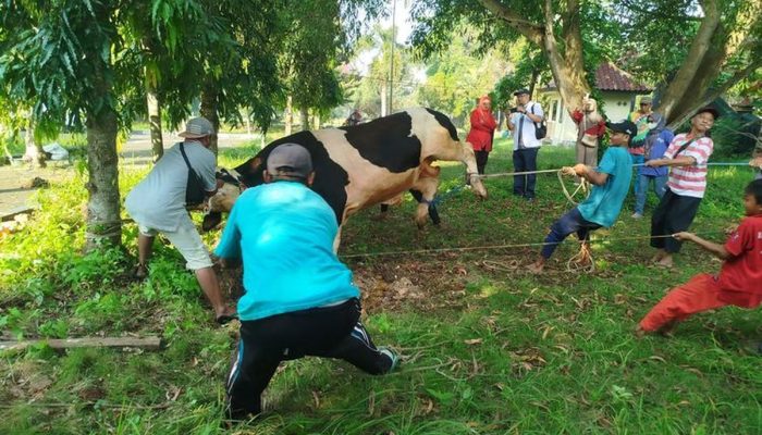 Sapi Presiden Lembayung Asal Bangkalan Diberi 30 Telur Tiap Bulan