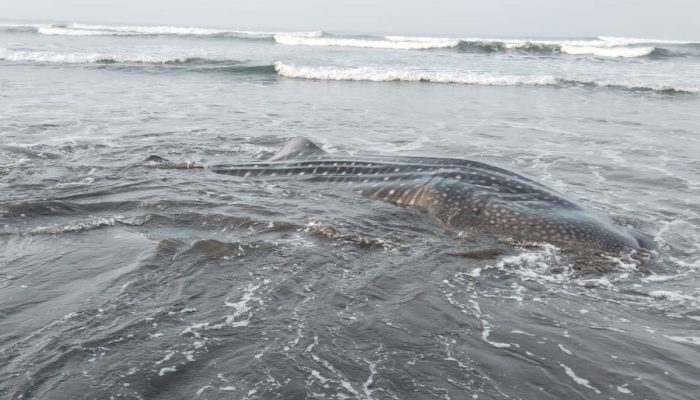 Hiu Tutul 1 Ton Terdampar di Pantai Banjarsari Cilacap, Tak Tertolong