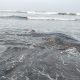 Hiu Tutul 1 Ton Terdampar di Pantai Banjarsari Cilacap, Tak Tertolong