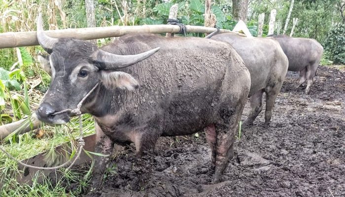 Cerita Ternak Kerbau Gayo Aceh, Dulu Lambang Kejayaan, Kini Mulai Tergerus Zaman
