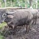 Cerita Ternak Kerbau Gayo Aceh, Dulu Lambang Kejayaan, Kini Mulai Tergerus Zaman