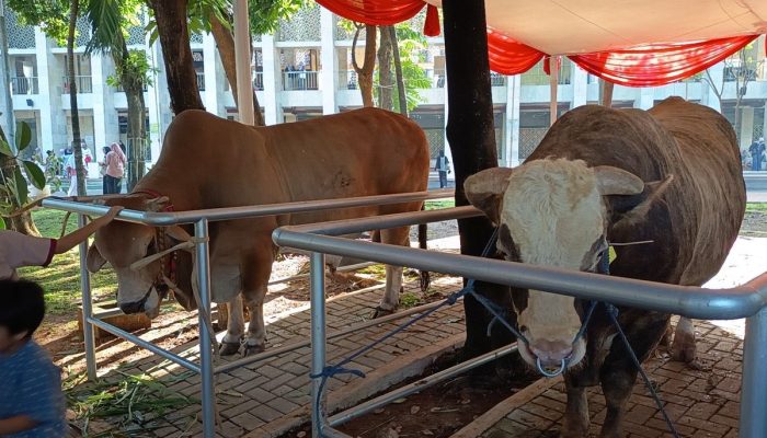 Sudin KPKP Jakarta Timur Awasi 200 Lokasi Penyembelihan Kurban, Daging Dipastikan Aman Dikonsumsi