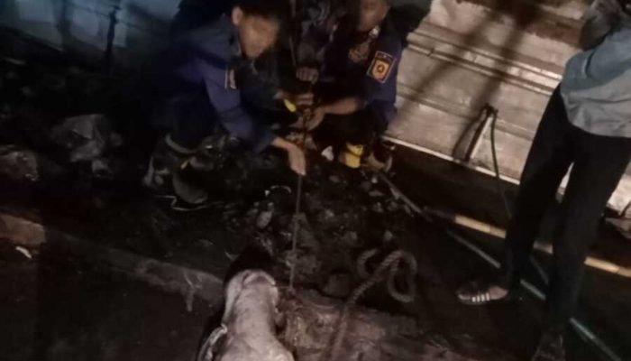 Sapi Kurban di Bogor Mengamuk Saat Diturunkan dari Pick Up, Kabur hingga Masuk Gorong-gorong