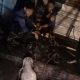Sapi Kurban di Bogor Mengamuk Saat Diturunkan dari Pick Up, Kabur hingga Masuk Gorong-gorong