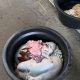Jeroan Hewan Kurban di Jakarta Barat Tak Selalu Dibuang, Ini Penjelasannya