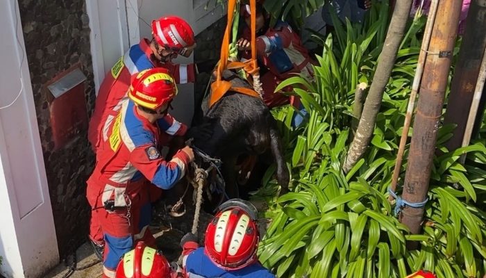 Sapi Kurban 350 Kg Kabur Saat Akan Dipotong, Terjebak di Gorong-gorong 2 Meter di Jaktim