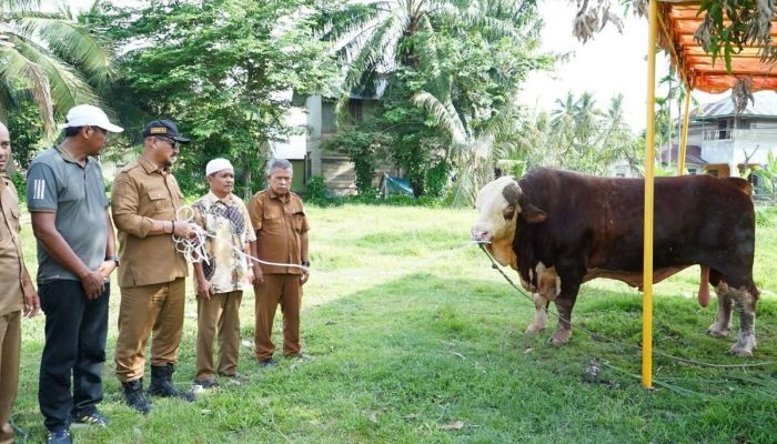 Prabowo Salurkan Sapi Limosin untuk Penyintas Banjir Aceh