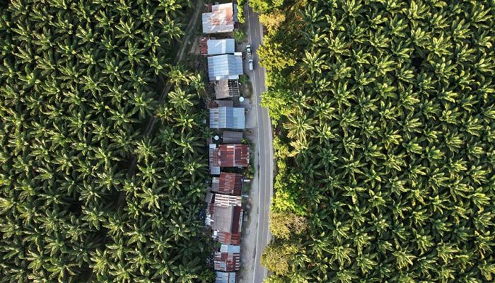 Kementan Ungkap 139 Pabrik Sawit Beli TBS di Bawah Harga Acuan