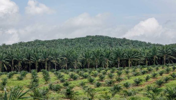 Satgas PKH Tertibkan Lahan Sawit hingga Tambang Batu Bara Ilegal