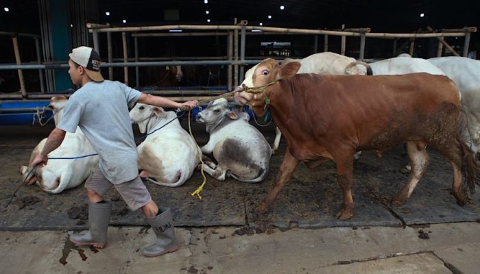 Kementan Sebut Ketersediaan Hewan Kurban Nasional Surplus