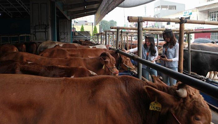 Wamentan Sebut Pasokan Hewan Kurban Nasional Surplus 800.000 Ekor
