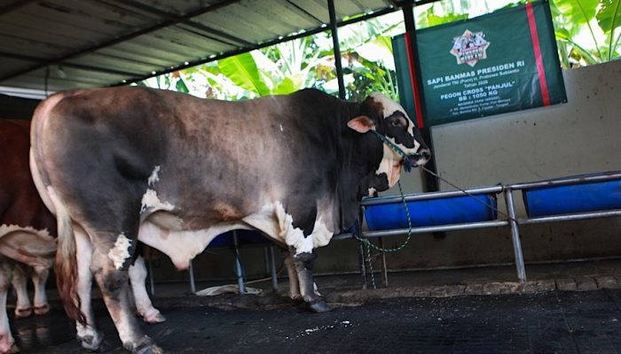 Gerindra Buka Suara Soal Polemik 1.098 Sapi Kurban Prabowo dari APBN