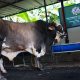 Gerindra Buka Suara Soal Polemik 1.098 Sapi Kurban Prabowo dari APBN