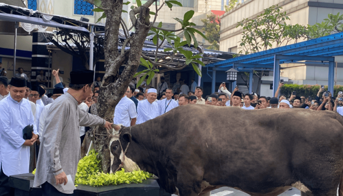 Purbaya Kurban 2 Sapi Simmental Cross, Dibeli dari Uang Pribadi