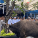 Purbaya Kurban 2 Sapi Simmental Cross, Dibeli dari Uang Pribadi
