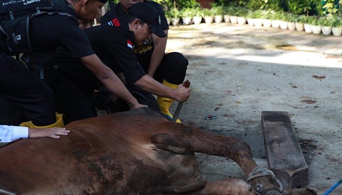 Menkes Sebut Daging Kurban Setara Whey Protein Mahal