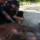 Menkes Sebut Daging Kurban Setara Whey Protein Mahal