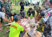 Dokumentasi Kodim 1313/Pohuwato penyembelihan hewan kurban Idul Adha 1447 H