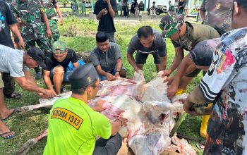 Dokumentasi Kodim 1313/Pohuwato penyembelihan hewan kurban Idul Adha 1447 H