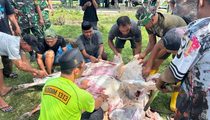 Kodim 1313/Pohuwato Gelar Kurban Idul Adha 1447 H Bersama Warga