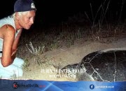 Lebanese turtle conservationist Mona Khalil killed by Israeli strike