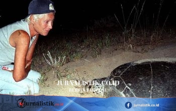 Konservasionis penyu Lebanon Mona Khalil tewas akibat serangan Israel