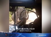 Watch: Elephant smashes through bus windscreen during attack