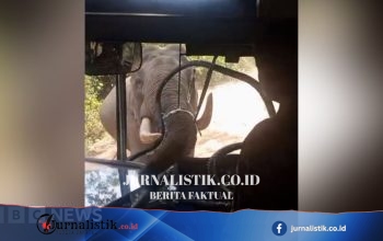 Video: Gajah liar menghantam kaca depan bus yang membawa personel angkatan udara di Sri Lanka