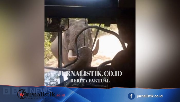 Video: Gajah liar menghantam kaca depan bus yang membawa personel angkatan udara di Sri Lanka