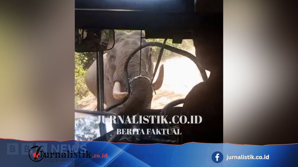 Watch: Elephant smashes through bus windscreen during attack