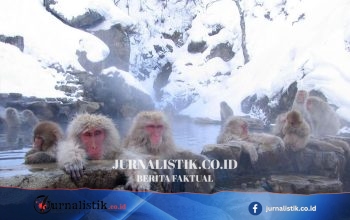Kunjungan Monyet Salju di Jepang Dibatasi, Usai Lonjakan Pengunjung dan Perilaku Bandel