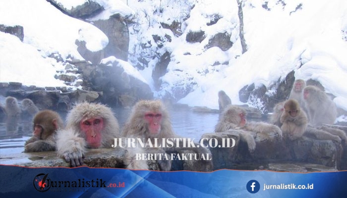 Kunjungan Monyet Salju di Jepang Dibatasi, Usai Lonjakan Pengunjung dan Perilaku Bandel