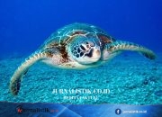 China Teriak, Sebut Dimata-matai Penyu dari Barat Global 12 Juni 2026
