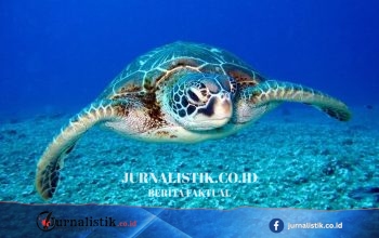 China Teriak, Sebut Dimata-matai Penyu dari Barat Global 12 Juni 2026