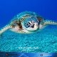 China Teriak, Sebut Dimata-matai Penyu dari Barat Global 12 Juni 2026