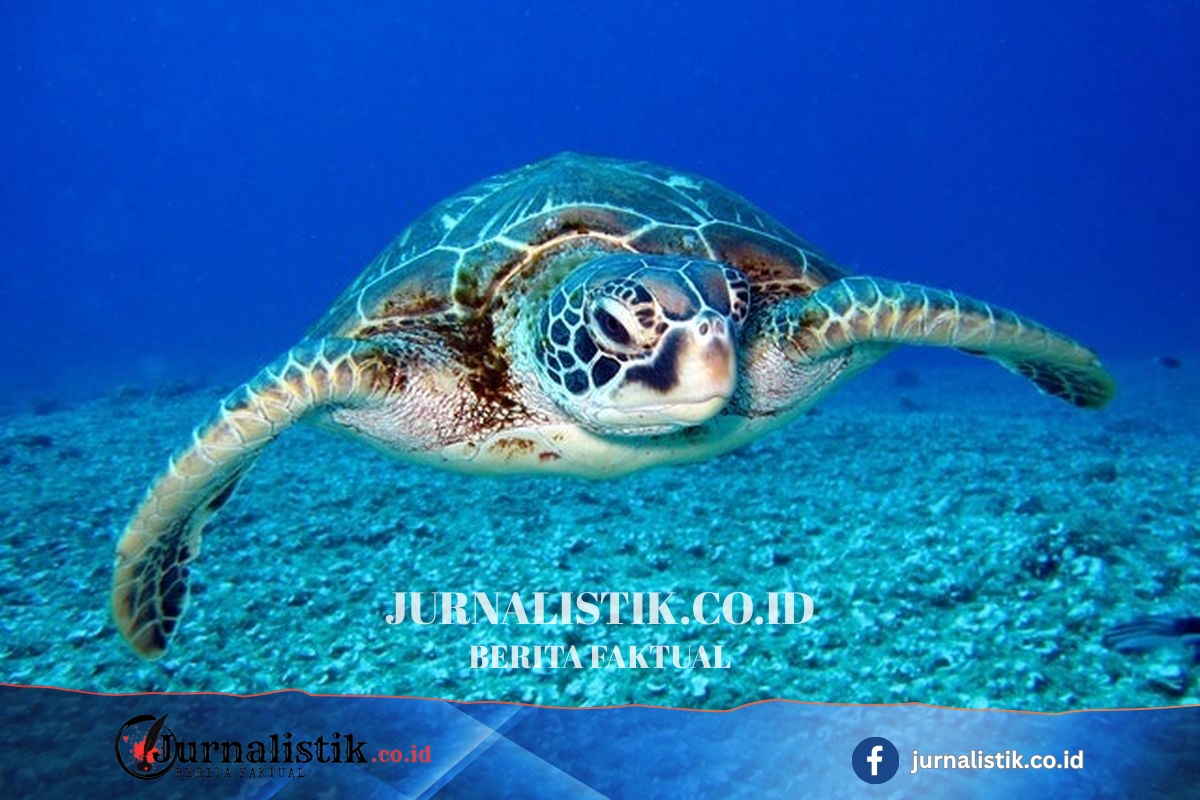 China Teriak, Sebut Dimata-matai Penyu dari Barat Global 12 Juni 2026
