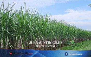 Tebu untuk siapa—Petani, Gula, atau Energi?
