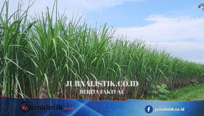 Tebu untuk siapa—Petani, Gula, atau Energi?