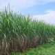 Tebu untuk siapa—Petani, Gula, atau Energi?