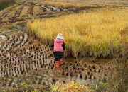 Produksi Beras Naik Tipis, Panen Padi April 2026 Turun 15 Persen
