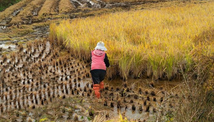 Produksi Beras Naik Tipis, Panen Padi April 2026 Turun 15 Persen