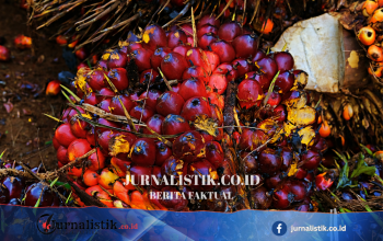 Petani Sawit Minta Kajian Ulang Mandatori B50, Khawatir Harga TBS Tertekan
