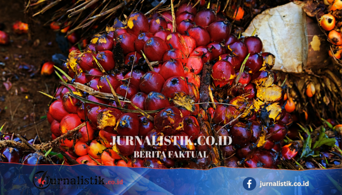Petani Sawit Minta Kajian Ulang Mandatori B50, Khawatir Harga TBS Tertekan