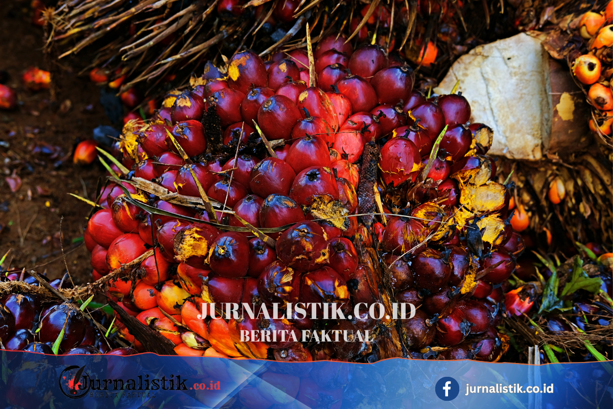 Petani Sawit Minta B50 Dikaji Ulang, Khawatir Harga TBS Tertekan Money 26 Juni 2026
