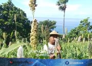 Kurangi Batu Bara, PLN IP Serap Sorgum Petani Jadi Bahan Bakar PLTU Money 26 Juni 2026